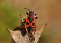 Pyrrhocoris apterus